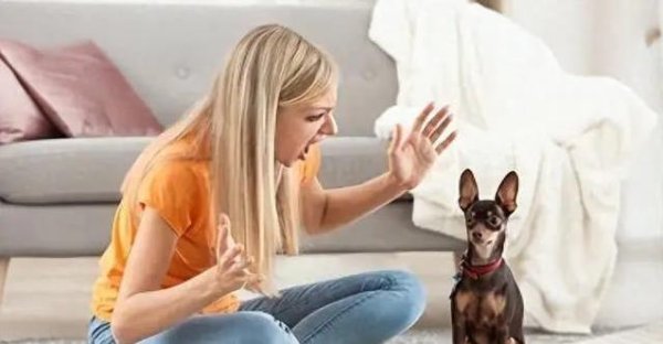 冠达管理 心情差就迁怒狗狗，以为它不懂事，4个正确方法让它最开心生活