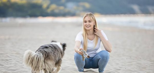 MOM操盘网 边境牧羊犬的“猫式低姿态”：天生的牧羊本能与独特魅力