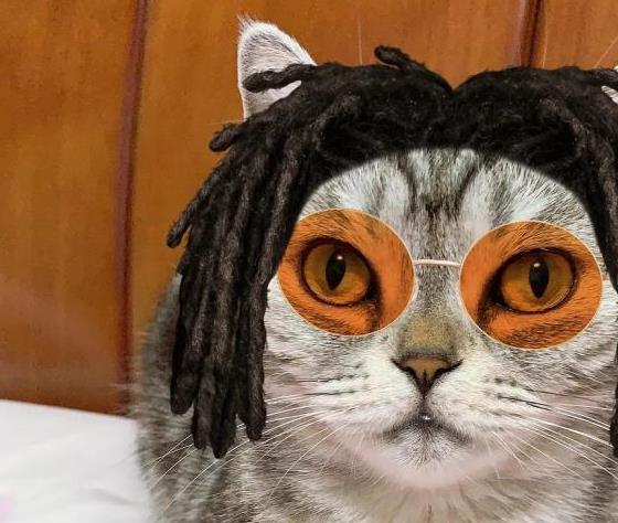 金信达 盘点：美短猫的多重性格，看看你适不适合养美短吧！