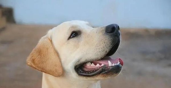 爱配资 狗狗陪你笑对人生，压力全跑光，你家有只吗？