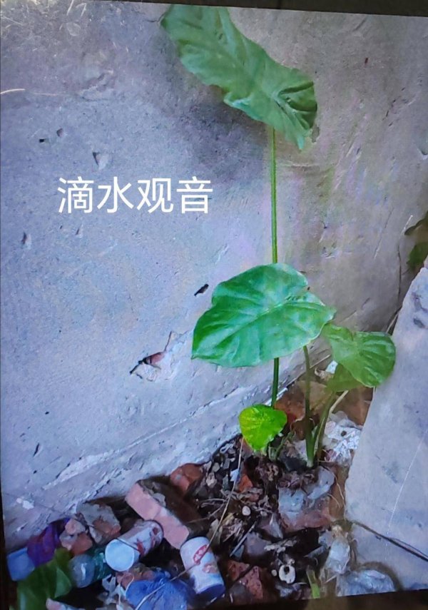 天牛宝 五旬女子吃一口就中毒，紧急就医！这个“菜”很多人认不清→